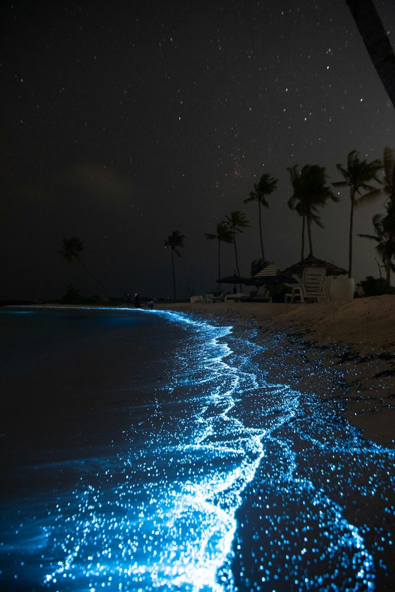 Bioluminescent waves glowing blue at night