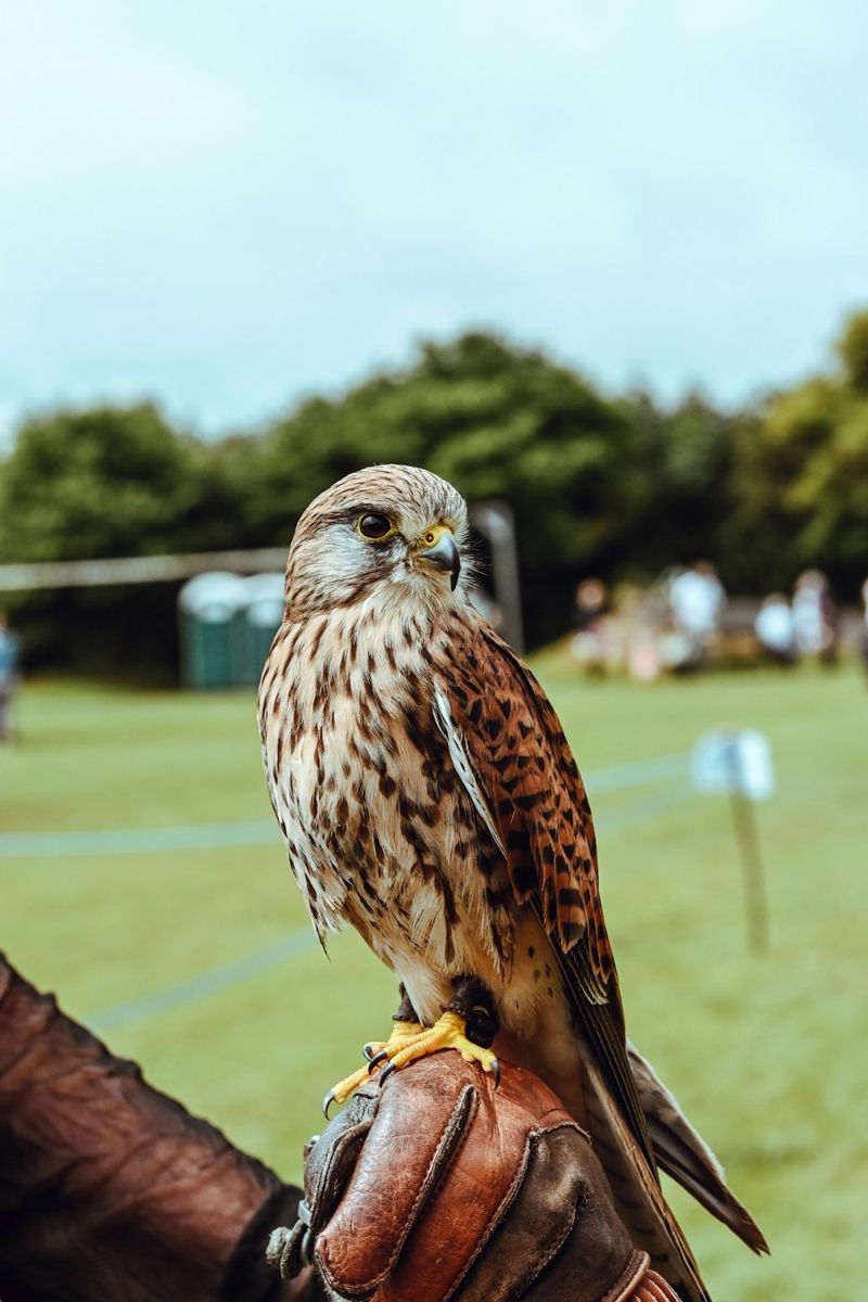 Falcon perched on a handler's leather glove