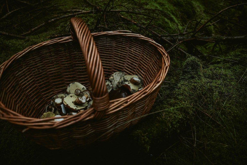 A rustic wicker basket brimming with freshly gathered wild mushrooms rests on a thick carpet of moss beneath a canopy of dense foliage.
