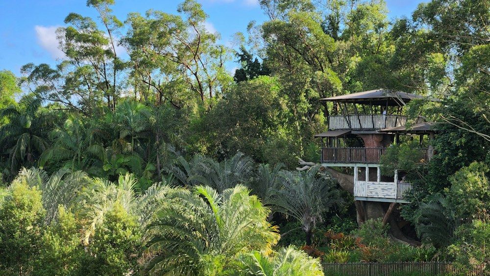 Treehouse among dense tropical forest