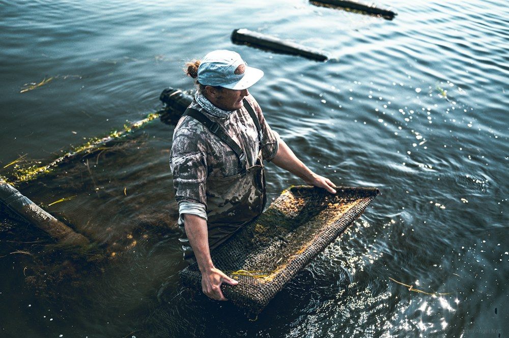 Worker standing in shallow water at Matunuck Oyster Farm.