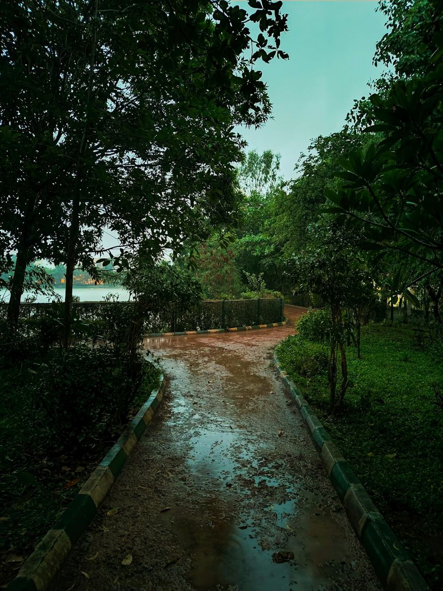 Rain-wet path through a leafy park