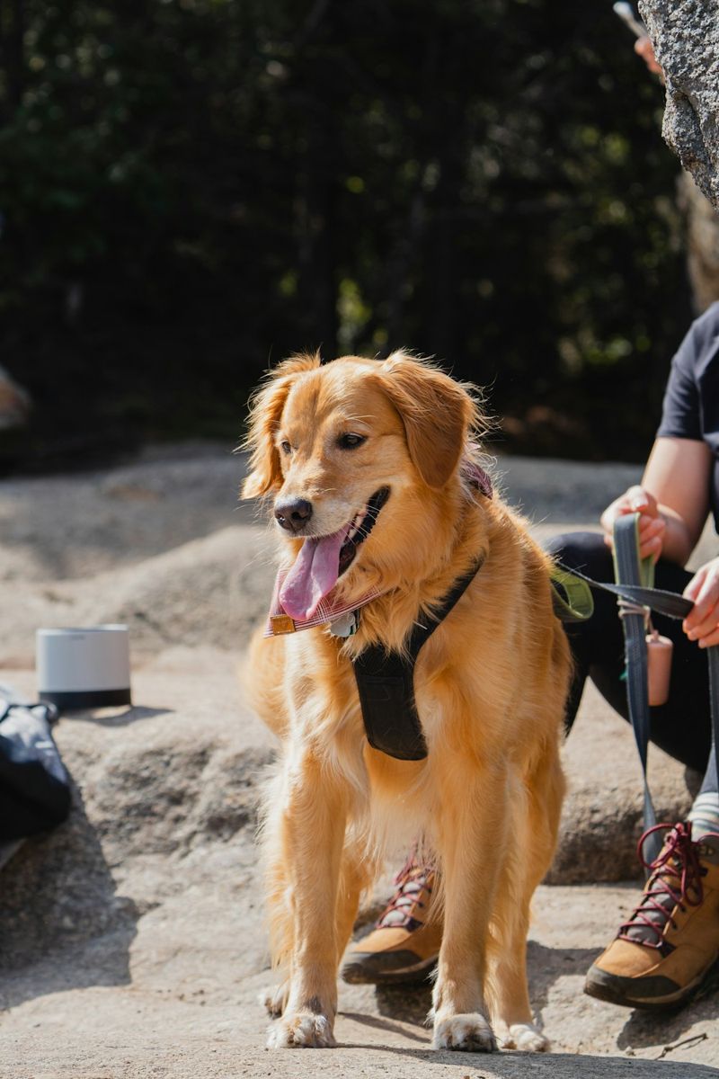 Golden retriever outdoors wearing a collar and leash.