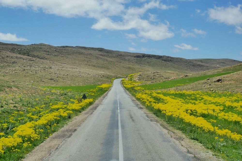 A narrow gray asphalt road cuts through a rolling rural landscape, bordered on both sides by vibrant yellow wildflowers.