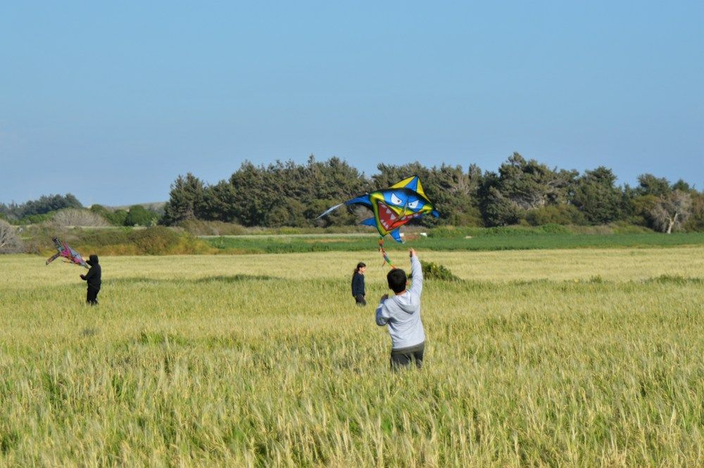 Children flying colorful kites in a field