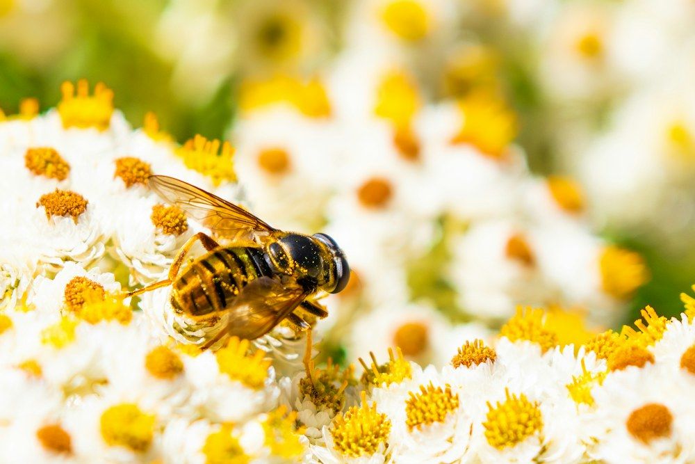 A detailed macro shot by Rowan Brown captures an American honeybee gathering nectar from white and yellow wildflowers.