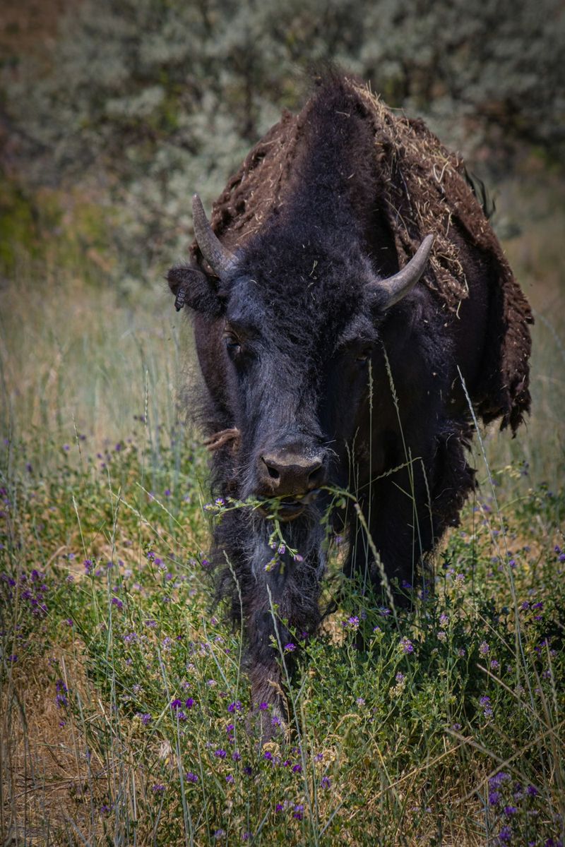Bison grazing among wildflowers in Antelope Island State Park