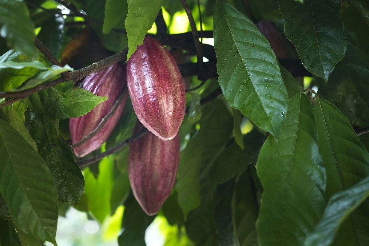Ripe cacao pods growing on a tree