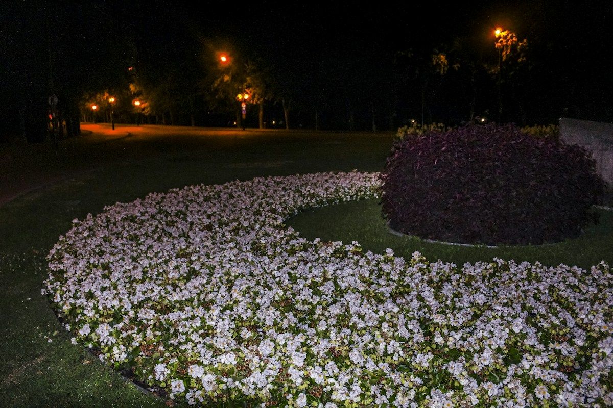 Flower bed of white flowers at night