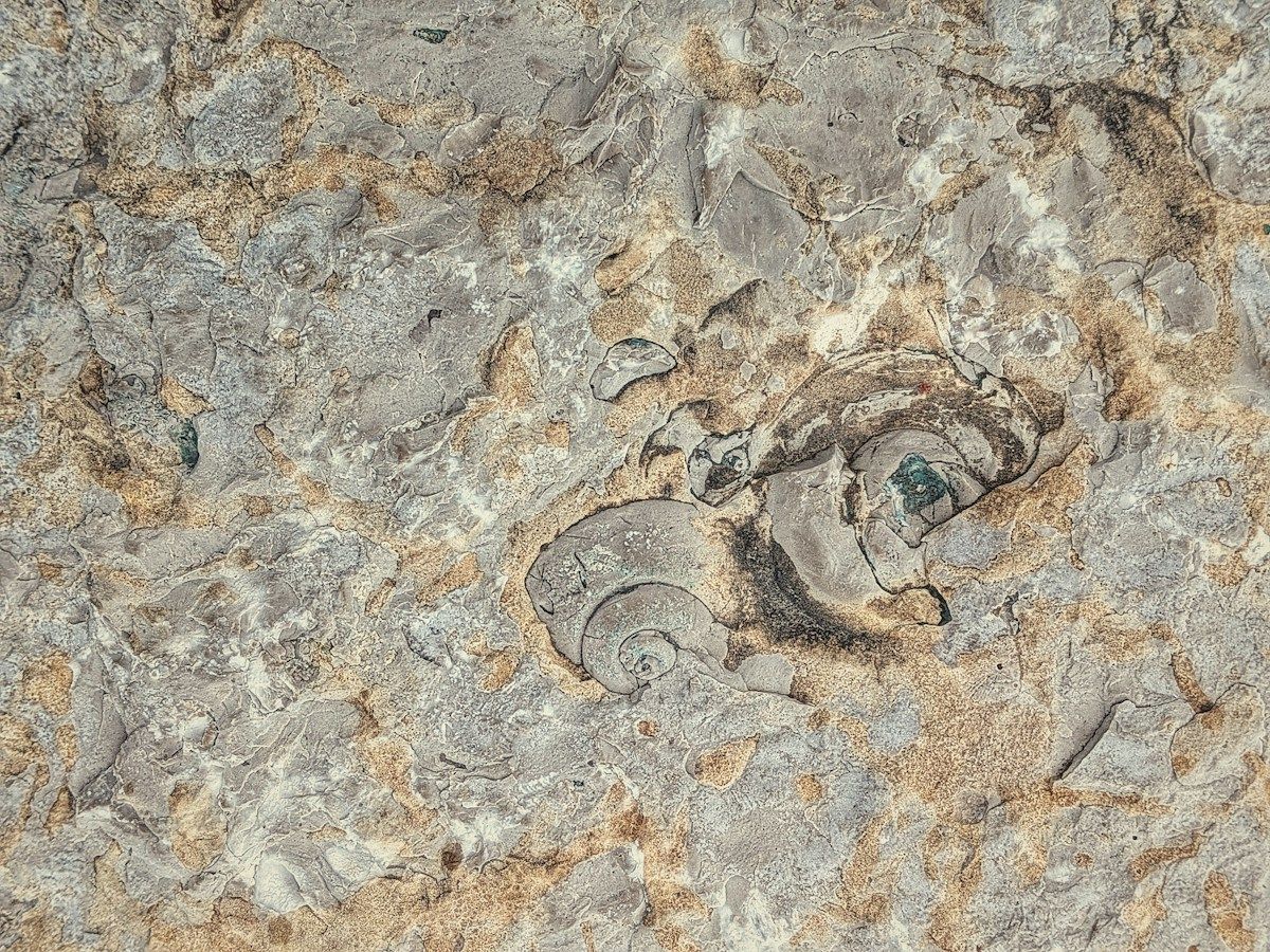 Fossilized shells embedded in rock