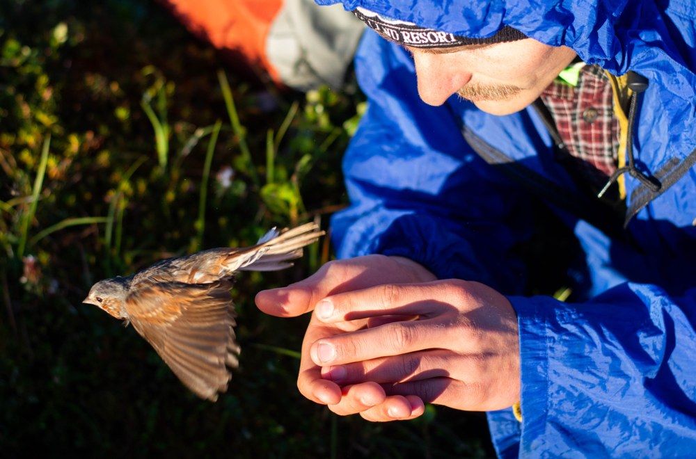 Bird released from a researcher's hands after banding