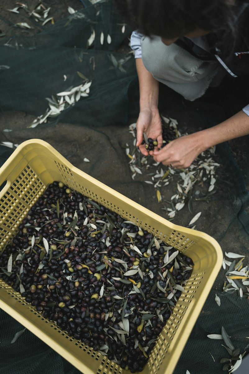 Hands sorting freshly harvested olives.