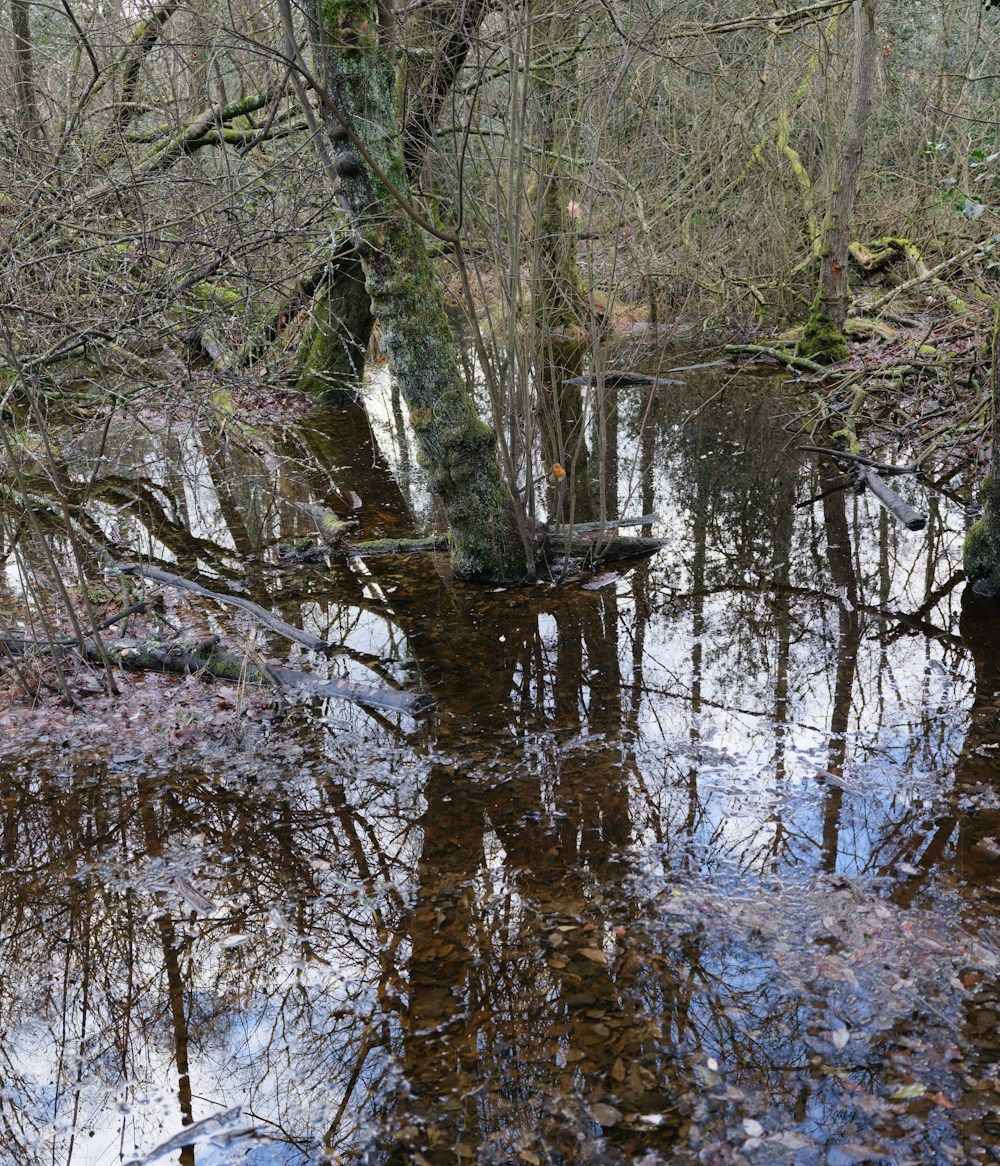 Flooded forest with reflections in the water