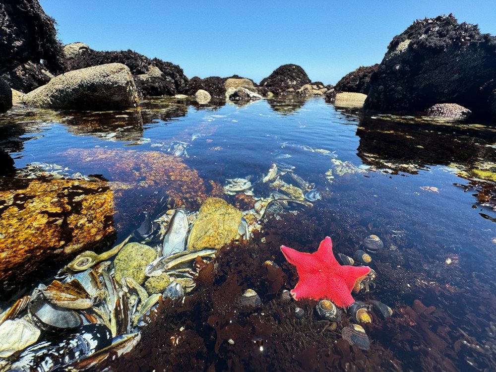 A bright red starfish rests on dark seaweed and barnacle-covered rocks in a shallow tide pool.