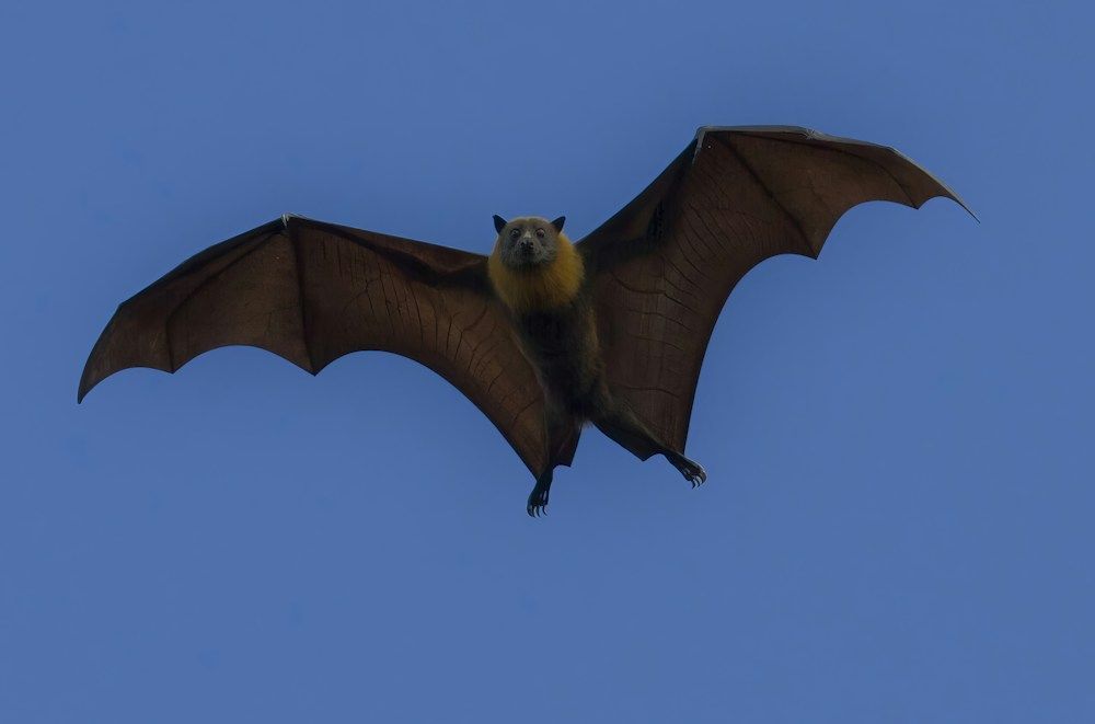 Fruit bat flying with wings spread