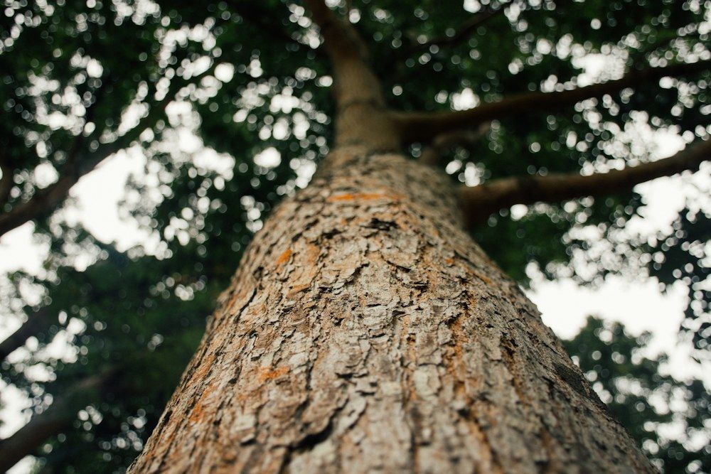 Looking up at a tree trunk and branches.