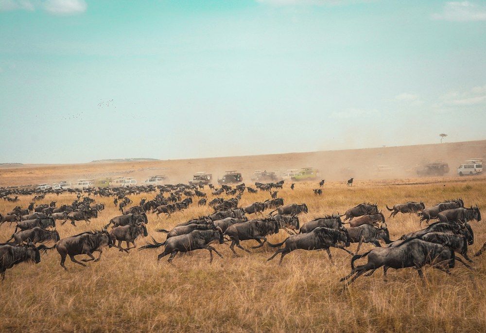 A sweeping herd of wildebeest races across Kenya’s golden savanna, their dark bodies moving in unison under a pale blue sky.