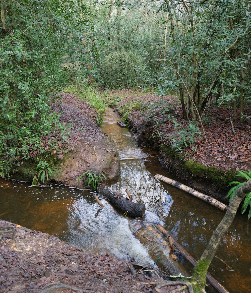 Small creek flowing through forest