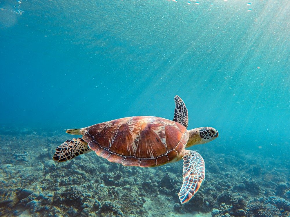 A sea turtle swimming in the ocean