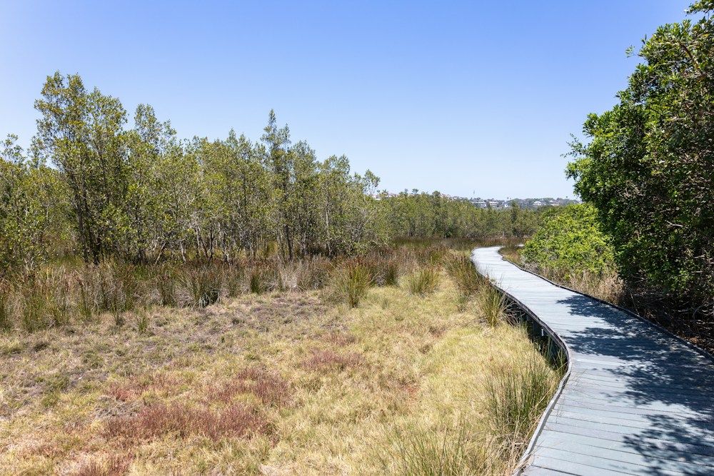 Wooden boardwalk through a marshy wetland with trees