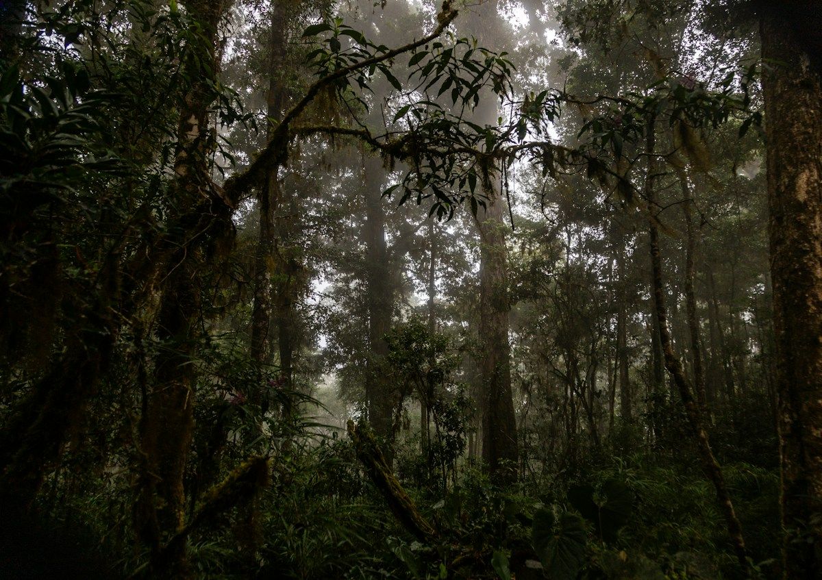 Moss-covered trees in a misty cloud forest