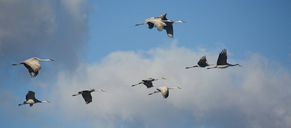 Flock of cranes flying in the sky