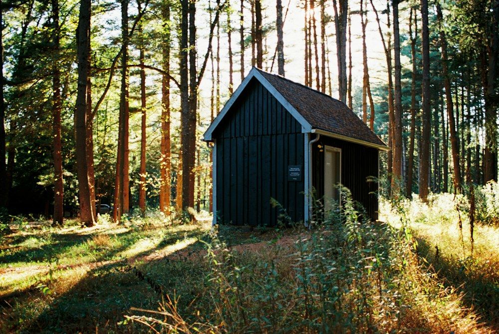A solitary black wooden cabin sits quietly among towering pine trees, their trunks illuminated by warm, late-afternoon sunlight.