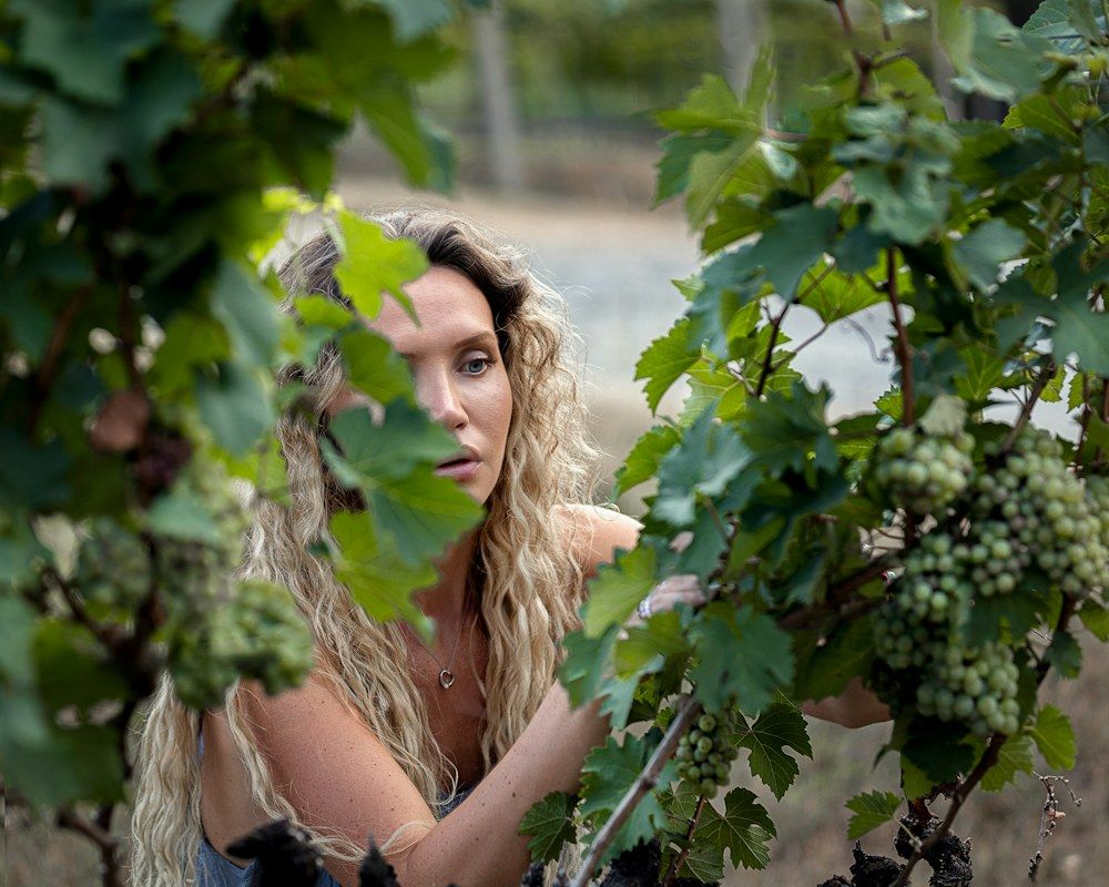 Woman picking grapes in a vineyard