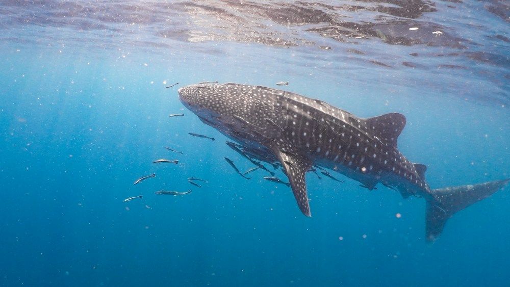 Whale shark swimming among small fish